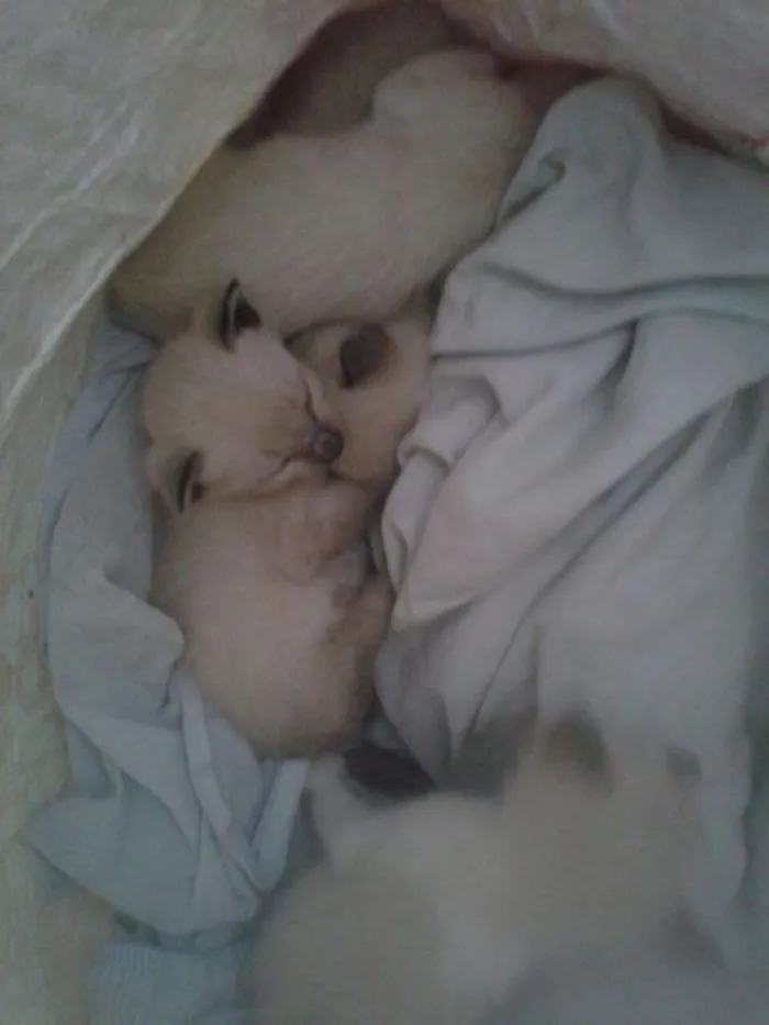 Gato ra a Srd idade Abaixo de 2 meses nome bebês 