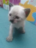bebês 