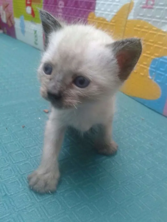 Gato ra a Srd idade Abaixo de 2 meses nome bebês 