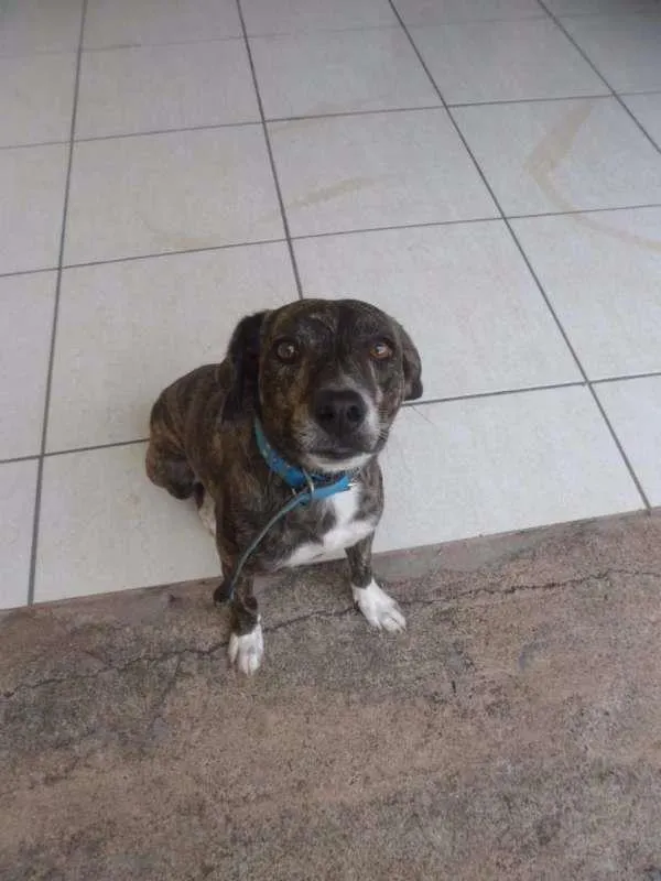 Cachorro ra a vira lata idade 3 anos nome Pet
