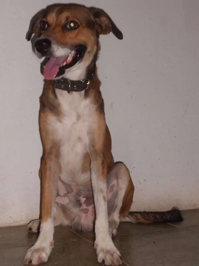 Cachorro raça SRD idade 2 anos nome Jack