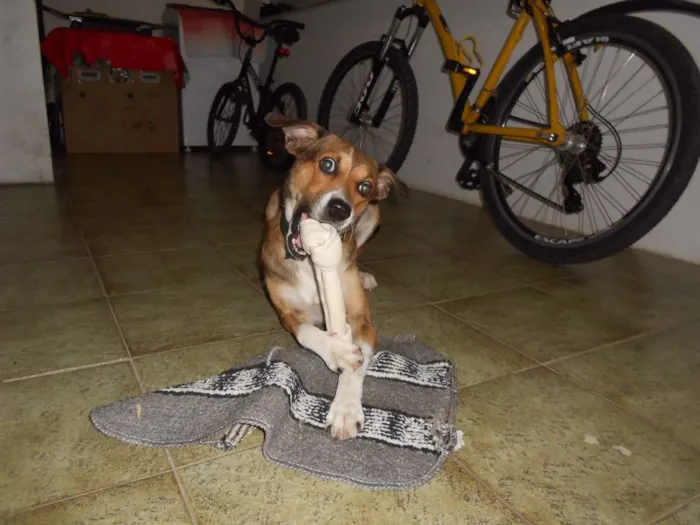 Cachorro raça SRD idade 2 anos nome Jack