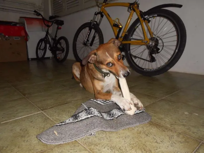 Cachorro raça SRD idade 2 anos nome Jack