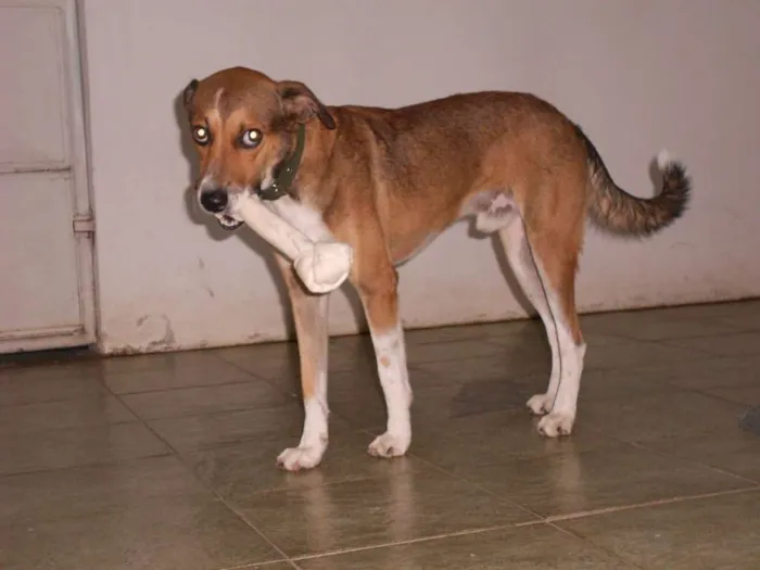 Cachorro raça SRD idade 2 anos nome Jack