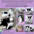 Babys Lindos!