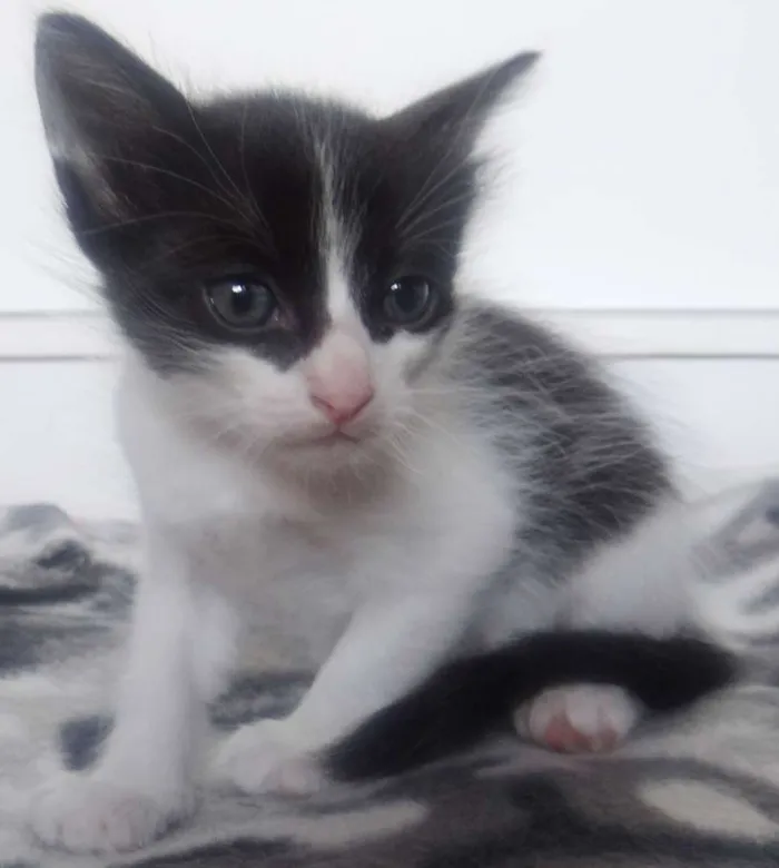 Gato ra a SRD idade Abaixo de 2 meses nome Babys Lindos!
