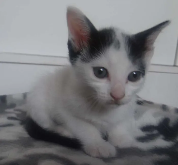 Gato ra a SRD idade Abaixo de 2 meses nome Babys Lindos!