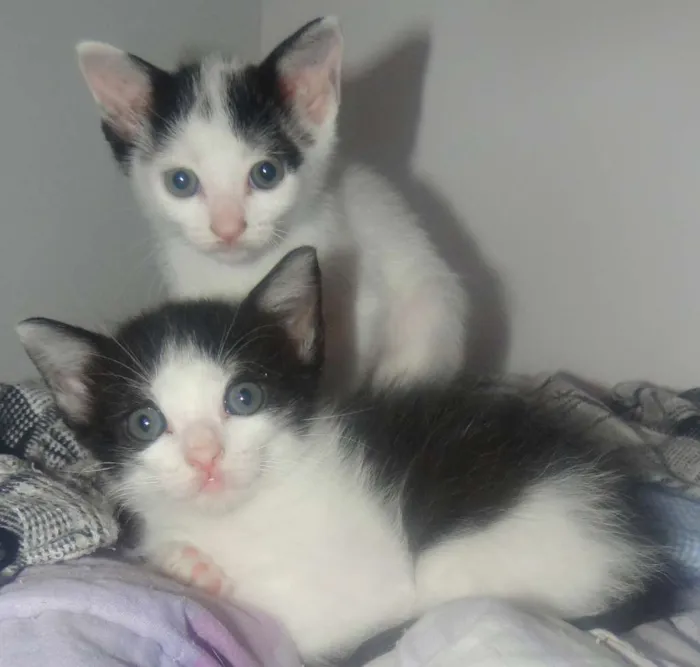 Gato ra a SRD idade Abaixo de 2 meses nome Babys Lindos!