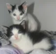 Babys Lindos!