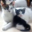 Babys Lindos!