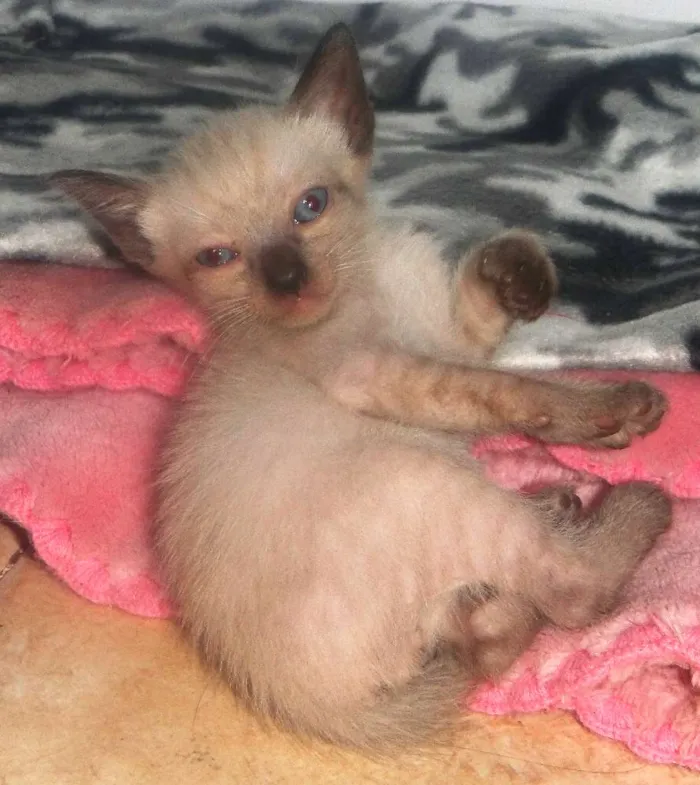 Gato ra a SRD idade Abaixo de 2 meses nome Babys Lindos!
