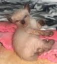 Babys Lindos!