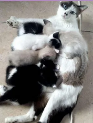Gato raça SRD idade Abaixo de 2 meses nome Babys Lindos!