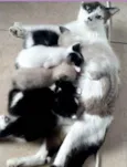 Babys Lindos!