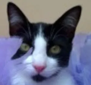 Gato raça SRD idade 2 a 6 meses nome PIERRE