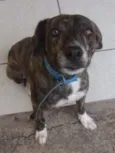 Pet
