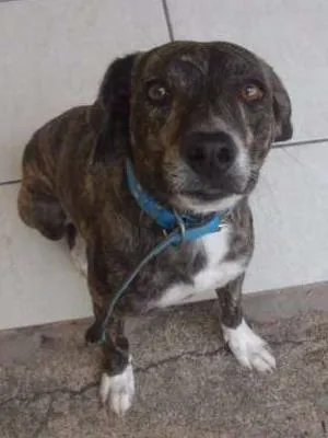 Cachorro ra a vira lata idade 3 anos nome Pet