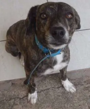 Cachorro ra a vira lata idade 3 anos nome Pet