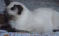 Natali