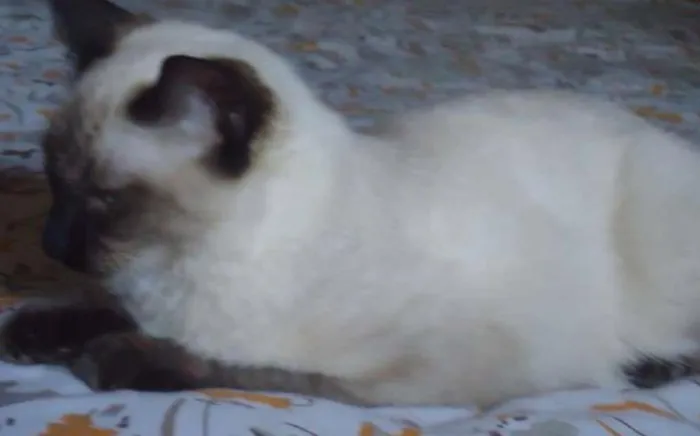 Gato ra a SRD idade 4 anos nome Natali