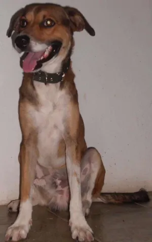 Cachorro raça SRD idade 2 anos nome Jack