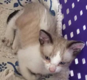 Gato raça Srd idade Abaixo de 2 meses nome Sem nome