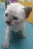 bebês 
