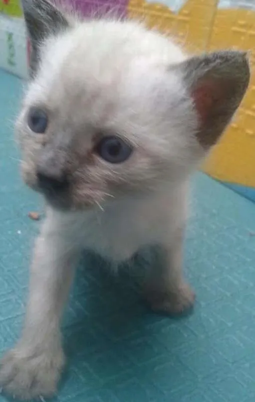 Gato ra a Srd idade Abaixo de 2 meses nome bebês 