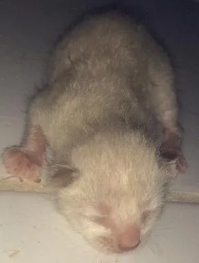 Gato raça  idade Abaixo de 2 meses nome sem nome