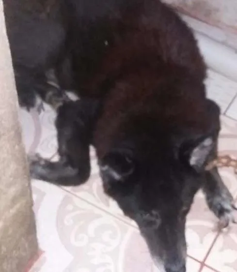 Cachorro ra a Vira-lata idade 6 ou mais anos nome Kong