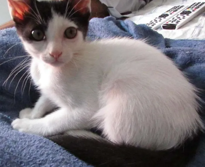Gato ra a SRD idade 2 a 6 meses nome Pixa e Jairo