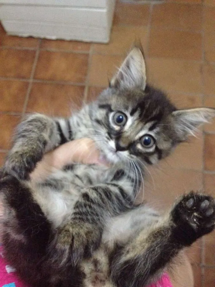 Gato ra a Indefinida idade Abaixo de 2 meses nome Filhotes