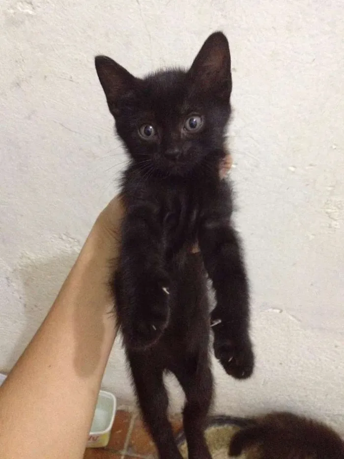 Gato ra a Indefinida idade Abaixo de 2 meses nome Filhotes
