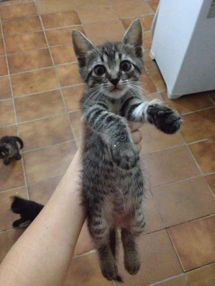 Gato ra a Indefinida idade Abaixo de 2 meses nome Filhotes