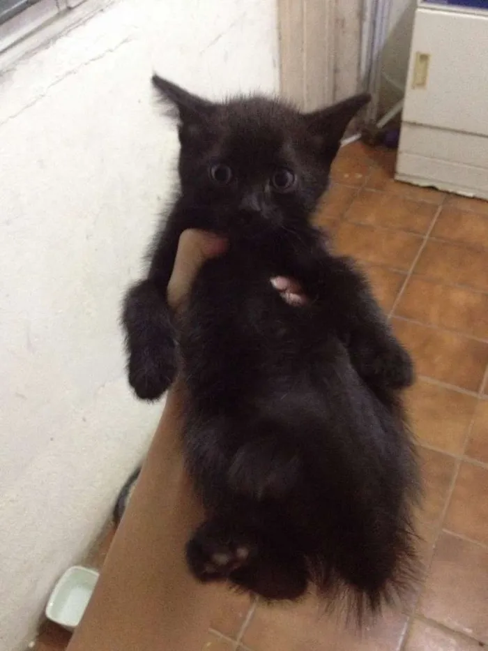 Gato ra a Indefinida idade Abaixo de 2 meses nome Filhotes