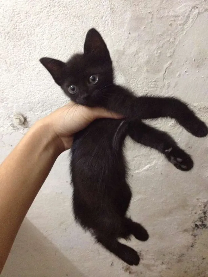 Gato ra a Indefinida idade Abaixo de 2 meses nome Filhotes
