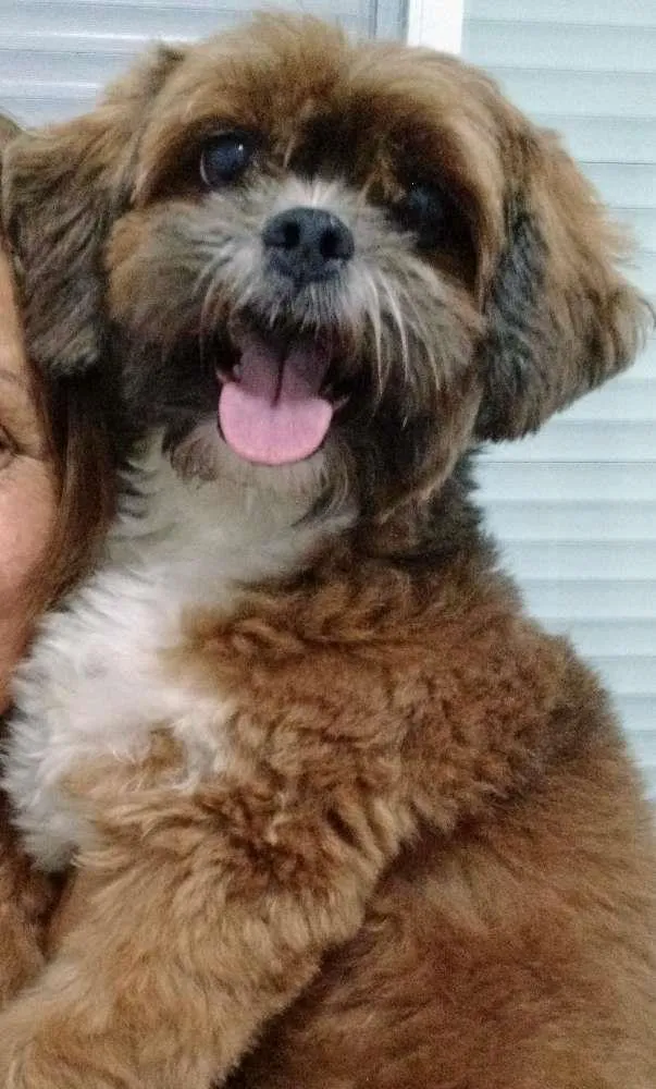 Cachorro raça Lhasa Apso idade 6 ou mais anos nome Cacau GRATIFICA