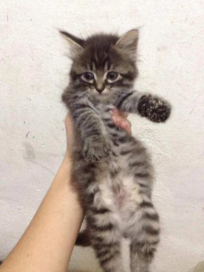 Gato ra a Indefinida idade Abaixo de 2 meses nome Filhotes