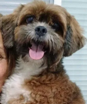Cachorro raça Lhasa Apso idade 6 ou mais anos nome Cacau GRATIFICA