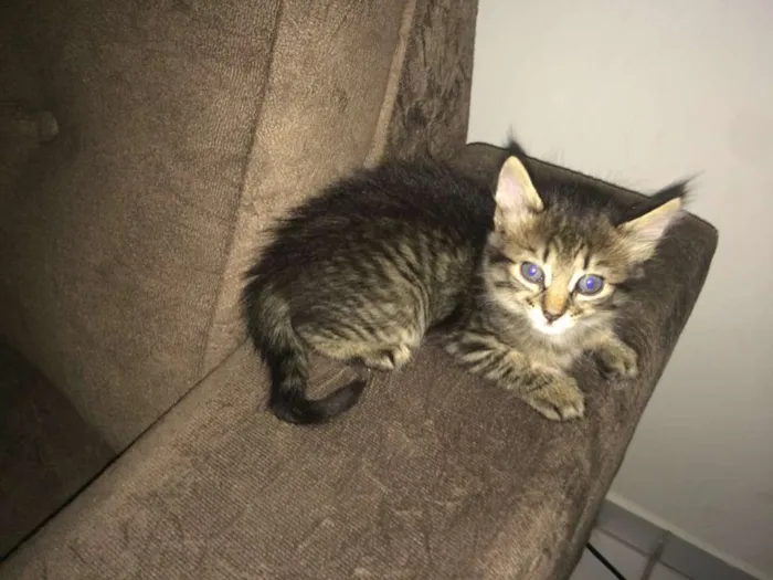 Gato ra a Srd idade 2 a 6 meses nome Filhotes