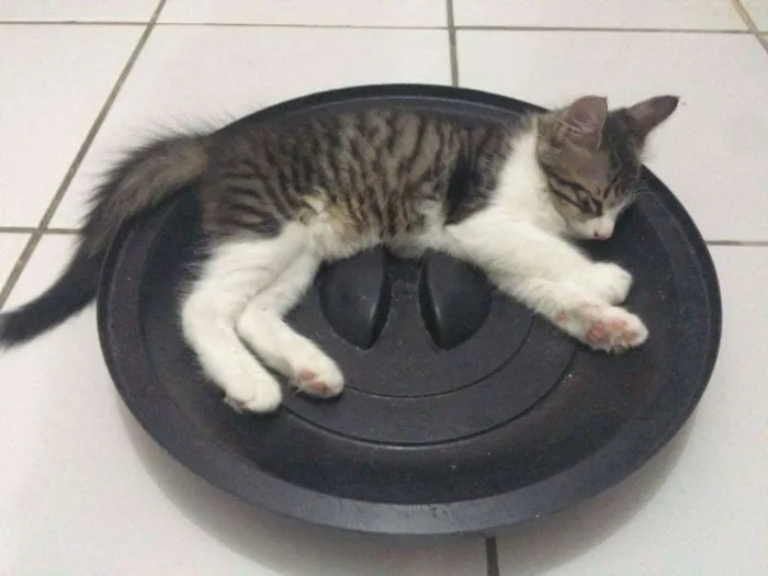 Gato ra a Srd idade 2 a 6 meses nome Filhotes