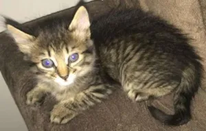 Gato raça Srd idade 2 a 6 meses nome Filhotes