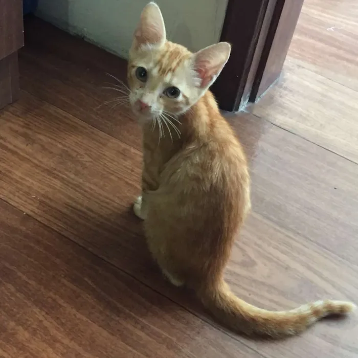 Gato raça  idade 2 a 6 meses nome Juquinha