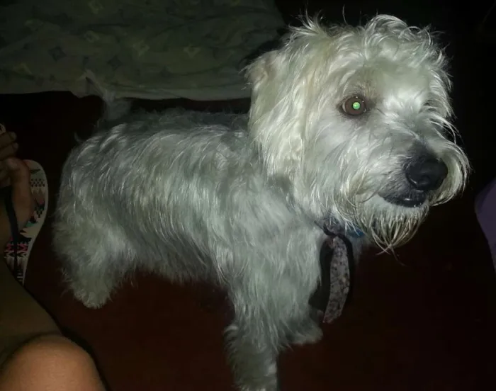 Cachorro ra a Vira lata idade 3 anos nome Maddox