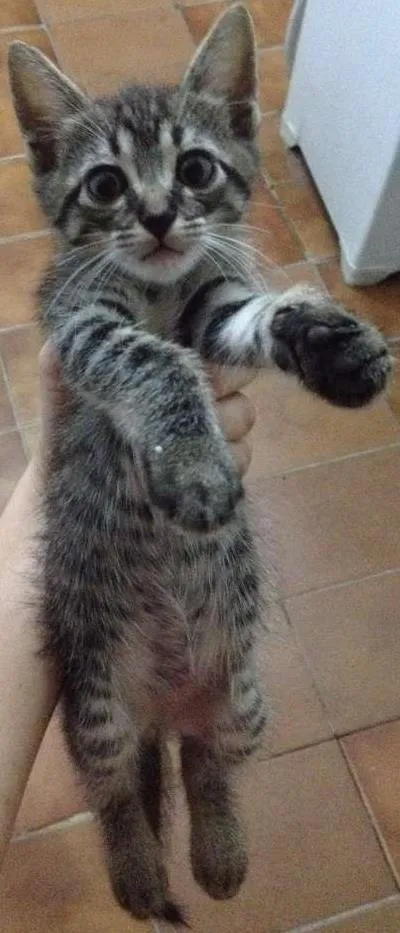 Gato ra a Indefinida idade Abaixo de 2 meses nome Filhotes