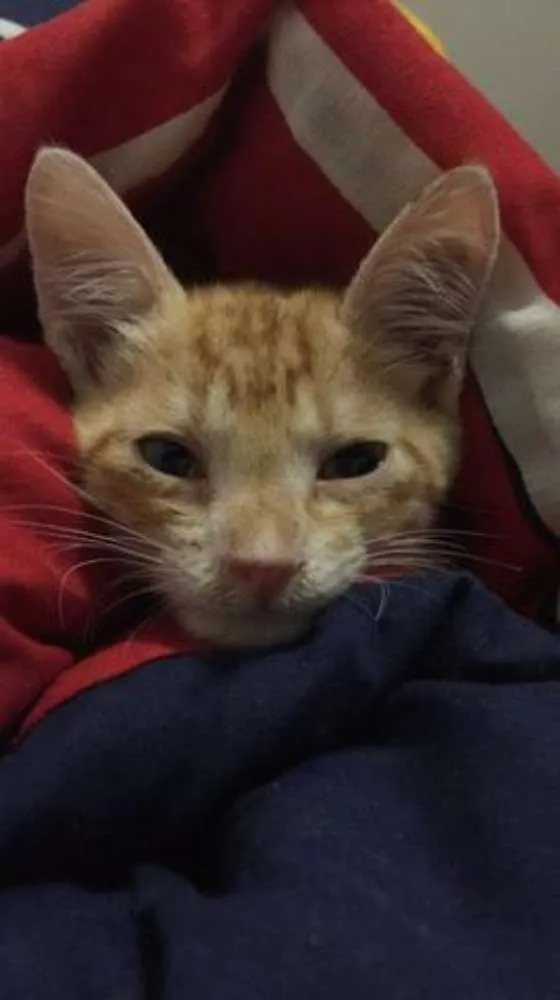 Gato raça  idade 2 a 6 meses nome Juquinha