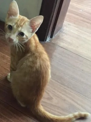 Gato raça  idade 2 a 6 meses nome Juquinha