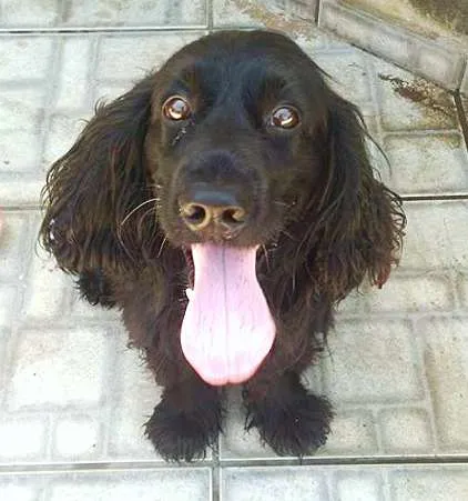 Cachorro raça Cocker idade 4 anos nome Tiger