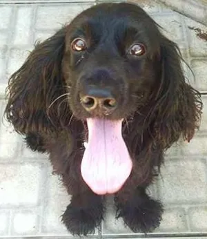 Cachorro raça Cocker idade 4 anos nome Tiger