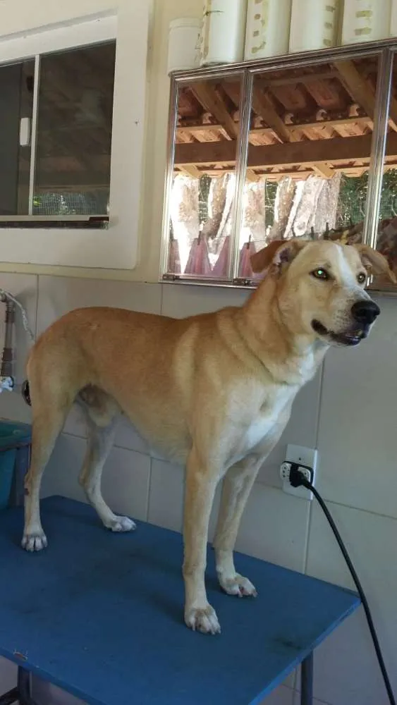 Cachorro ra a Vira-lata idade 4 anos nome Rabudo